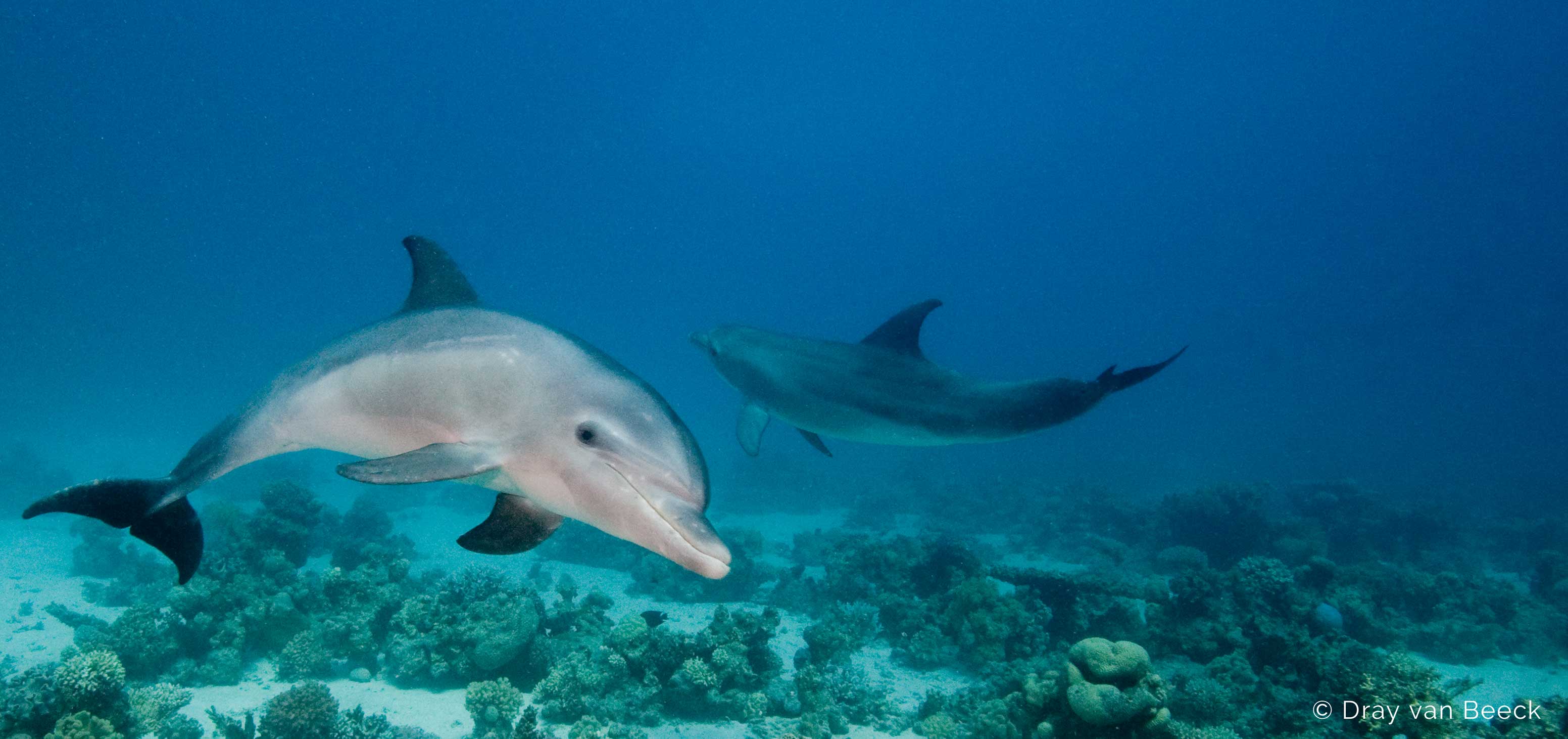 the red sea one