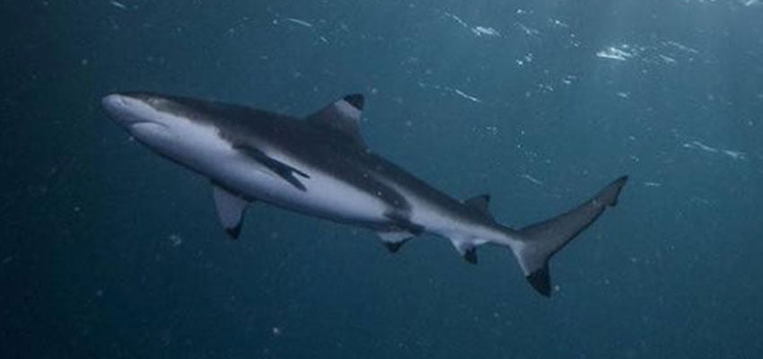 shark black tip