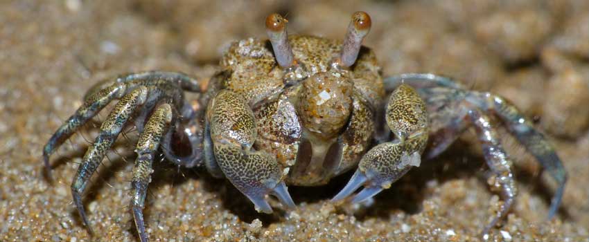 Sand Bubbler Crab Feeding