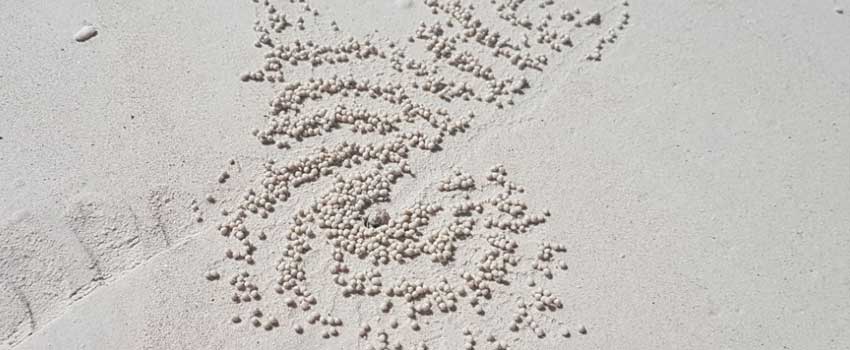 Sand Bubbler Crab