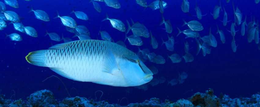 female napoleon wrasse