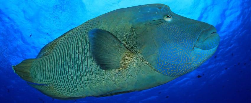 Napoleon wrasse