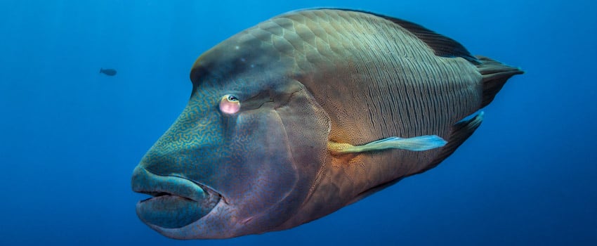 Old Napoleon wrasse