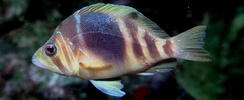 Barred hamlet - a simultaneous hermaphrodite