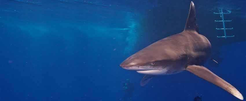 Oceanic white tip shark in Cat Island - Bahamas