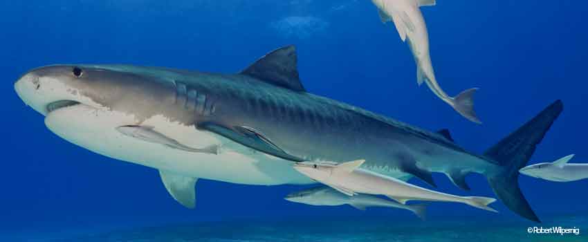 Tiger shark in Tiger Beach - Bahamas