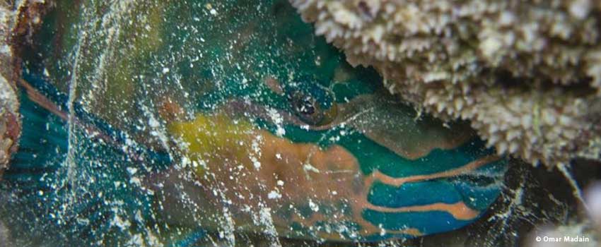 A parrot fish sleeping in its bubble