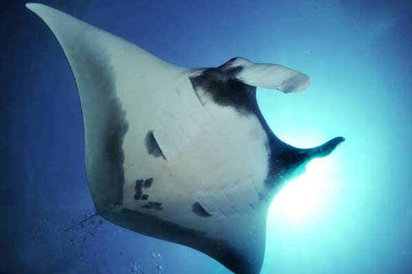 Manta in Thailand