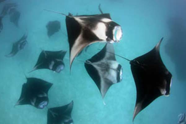 mantas in maldives