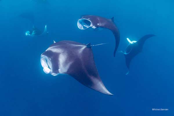 School of Mantas