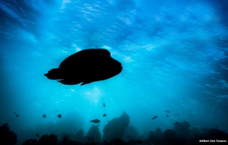Napoleon wrasse