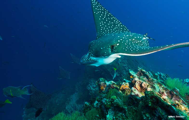 School of eagle rays in the Galapagos