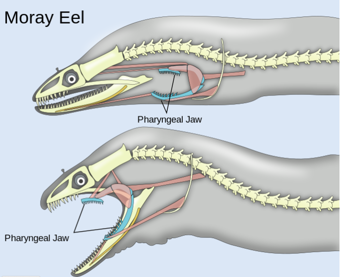 Eel incredible jaws