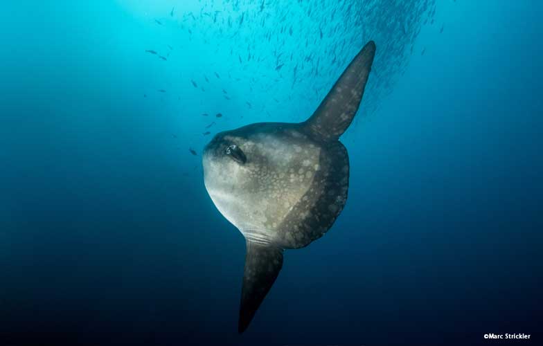 Mola mola in the Galapagos