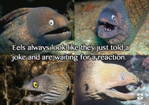 eels facts