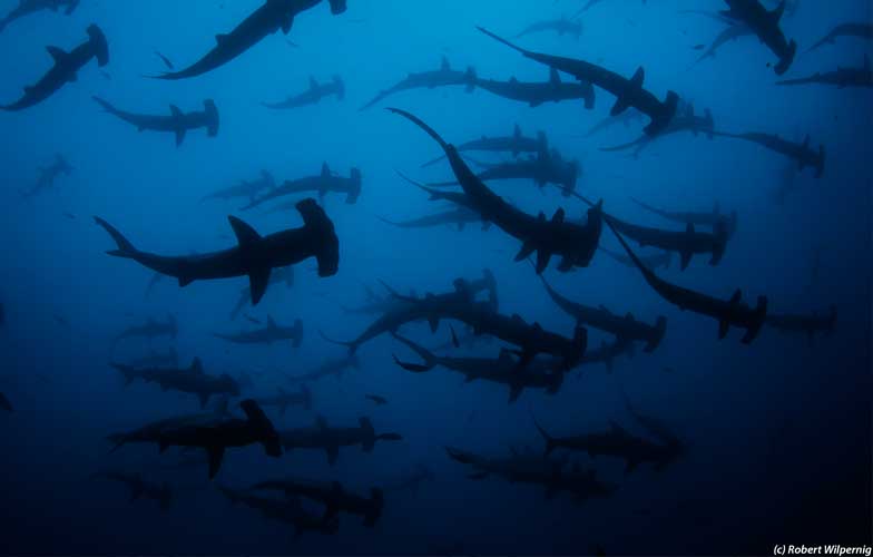 School of hammerhead sharks in Galapagos