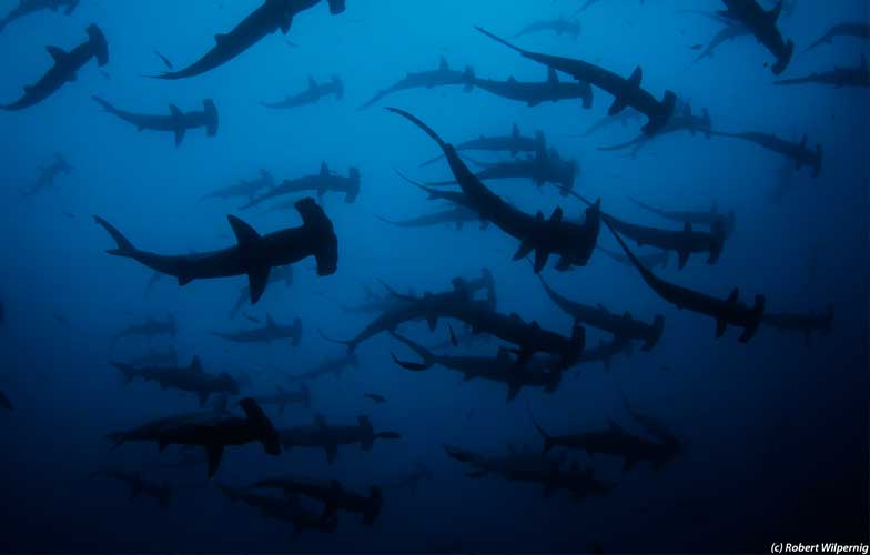 School of hammerhead sharks in Galapagos