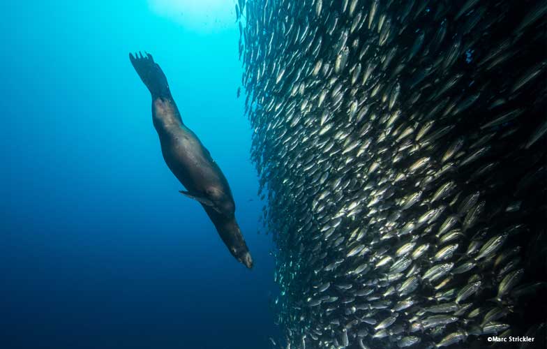 Sea lion hunting in the Galapagos