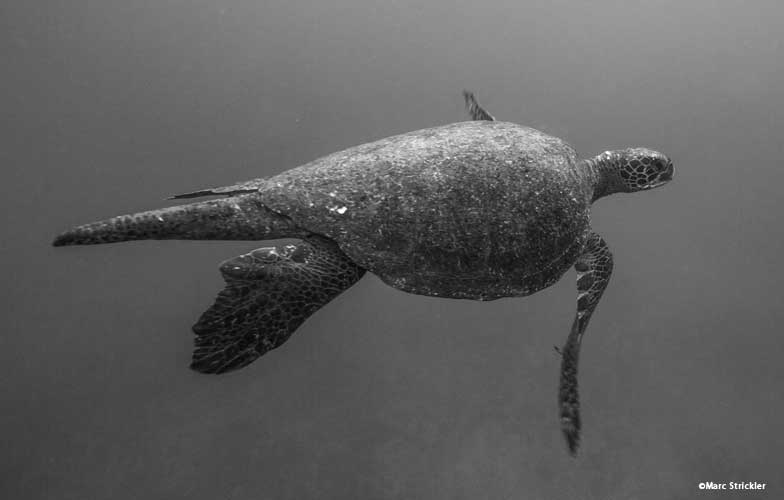 Turtle in the Galapagos