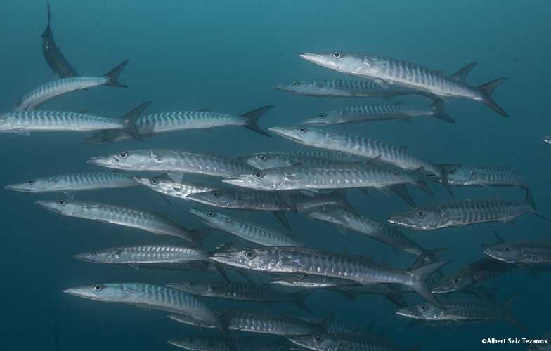 Barracudas