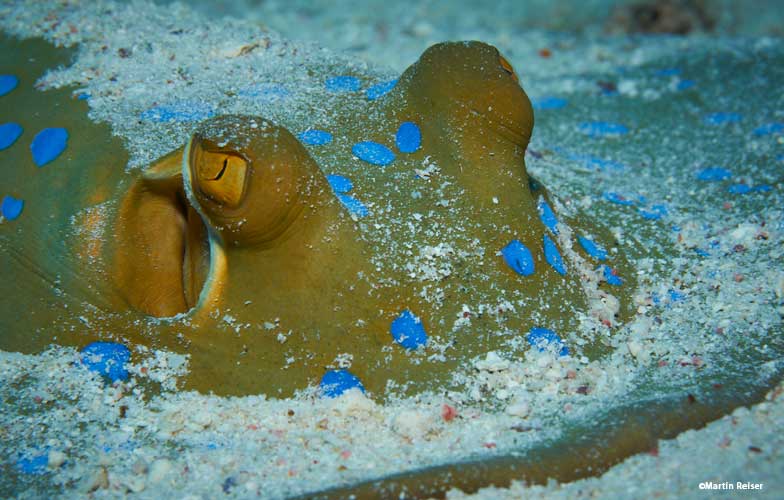 Blue spotted ray in the Red Sea