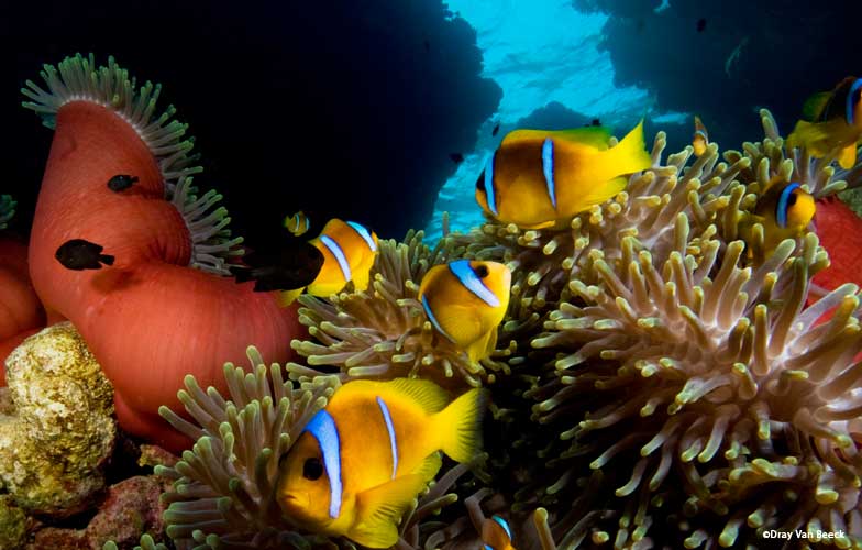 Anemone fish in the Red Sea