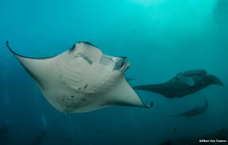 Mantas