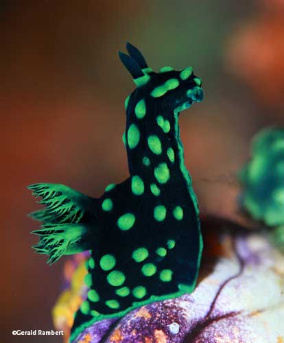 Nudibranch