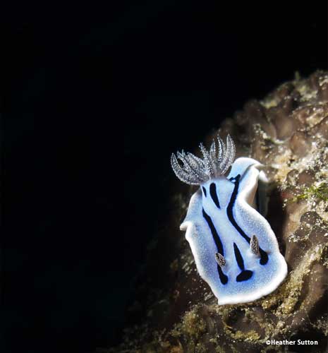 Nudibranch
