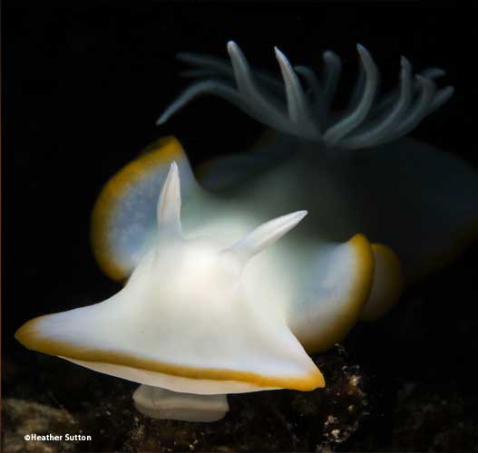 Nudibranch close up