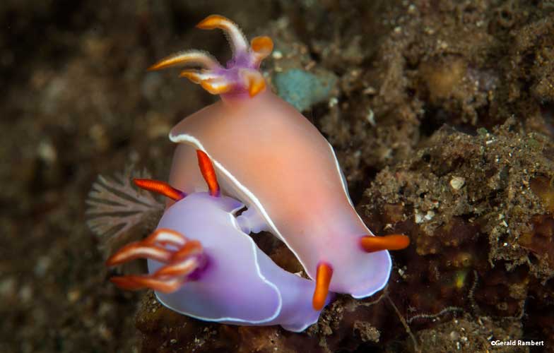 Nudibranch mating