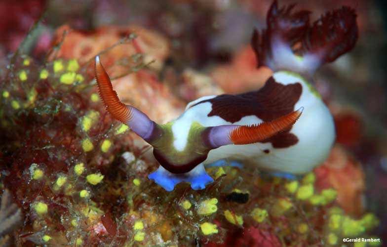 Nudibranch