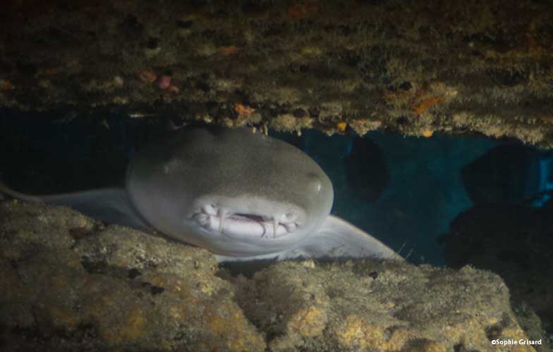 nurse shark in the Maldives