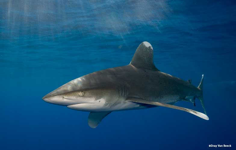 Oceanic white tip shark in the Red Sea