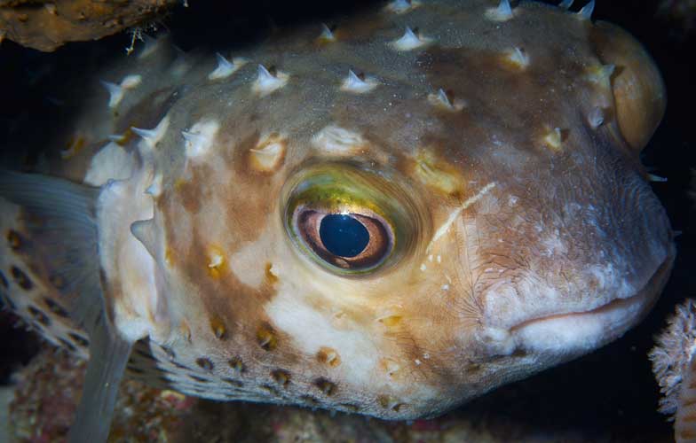 Puffer fish in the Red Sea