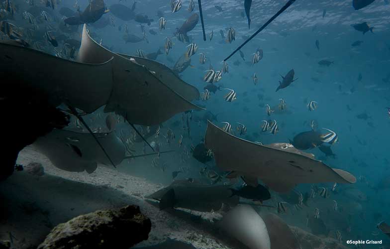 school of rays in the Maldives