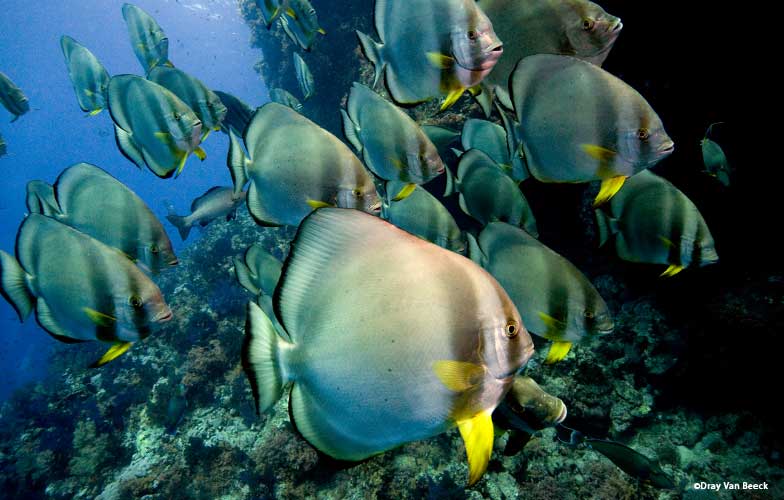 School of batfish in the Red Sea