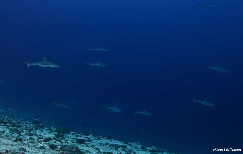 Sharks