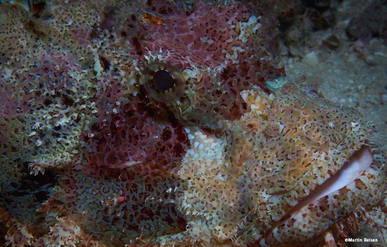 Scorpion fish in the Red Sea