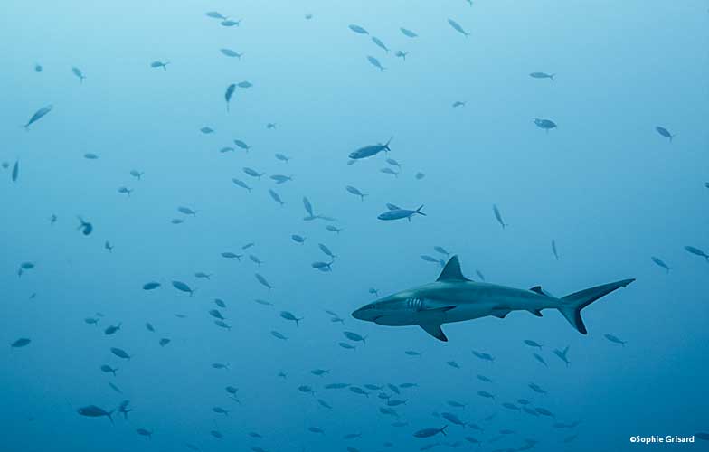 A shark in the Maldives