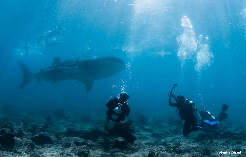 Whale shark in the Maldives