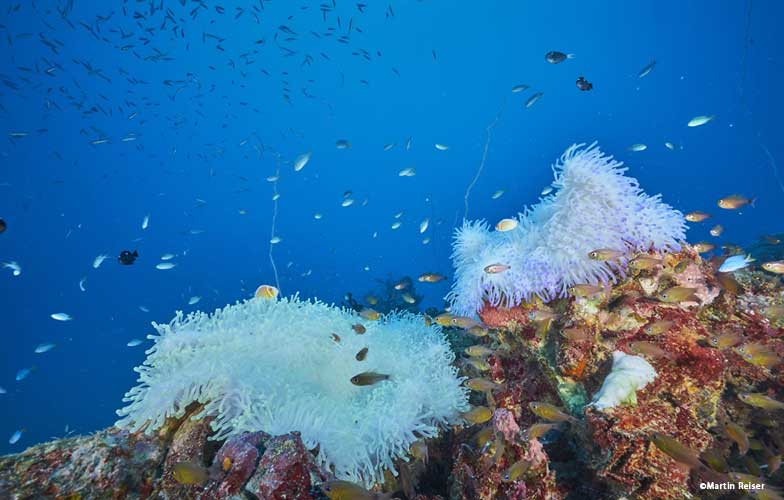 Corals on the I169 submarine in Truk Lagoon