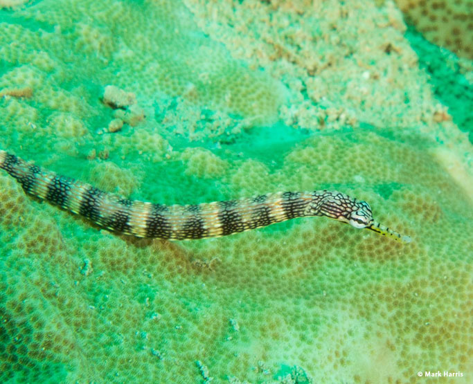 Macro in Truk Lagoon
