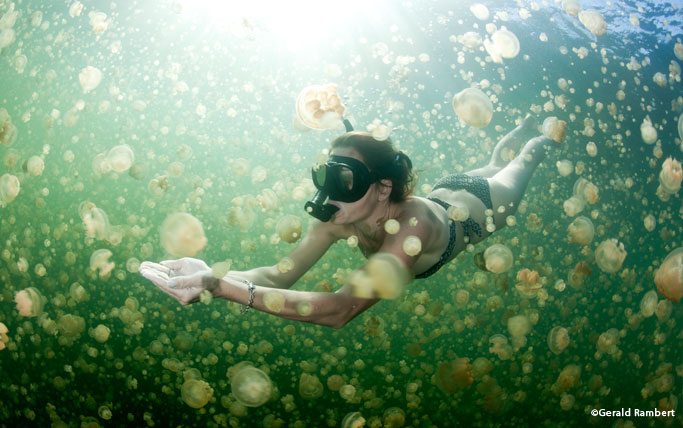 Snorkelling in Jellyfish Lake Palau