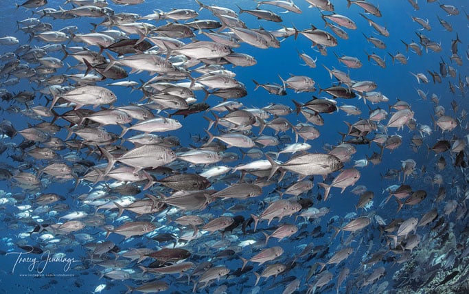 Jacks at Mary Island in Solomon Island