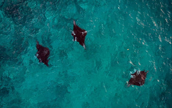 Three mantas at Devil's Highway in Solomon Islands