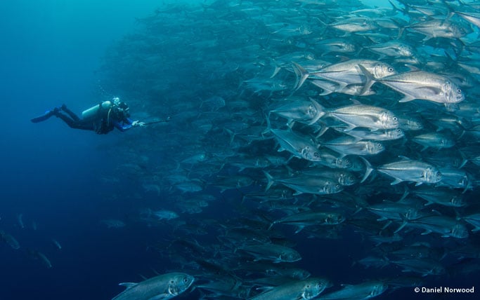 Diver diving with school of jacks