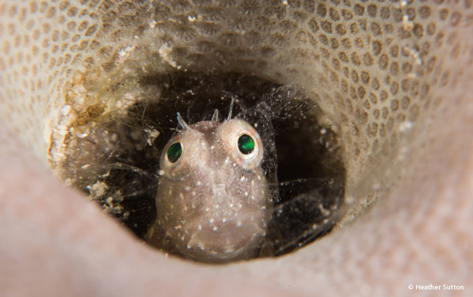Blenny at White Beach dive site in the Solomon Islands.