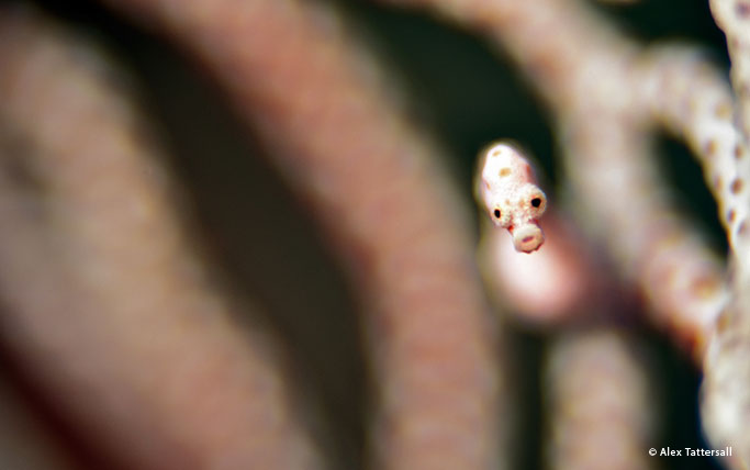 Pygmy seahorse bokeh style picture