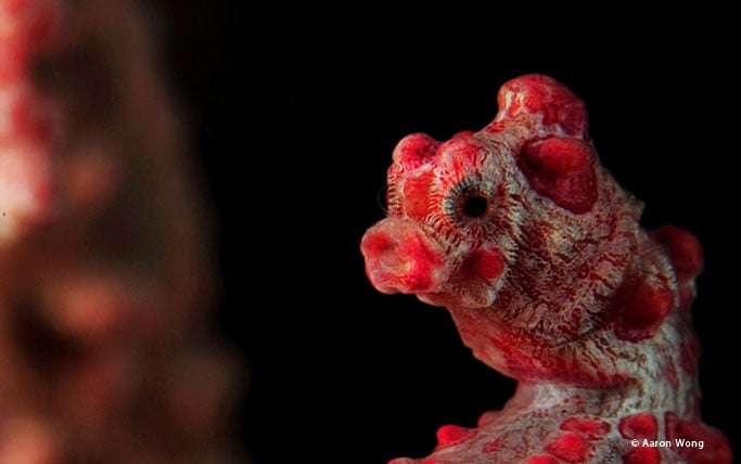 Pygmy sea horse close